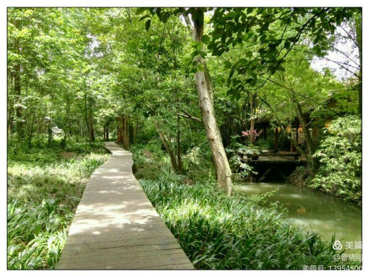 乐 游 斑 竹 林（原创）(图30)