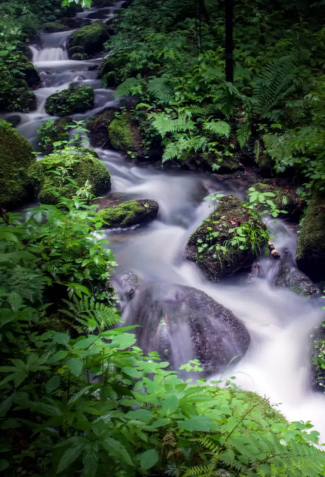 林中小溪——邵长武(图4)