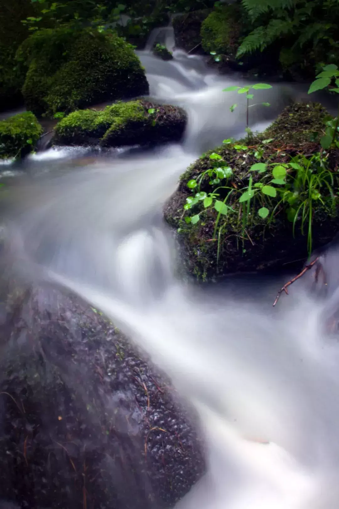 林中小溪——邵长武(图5)