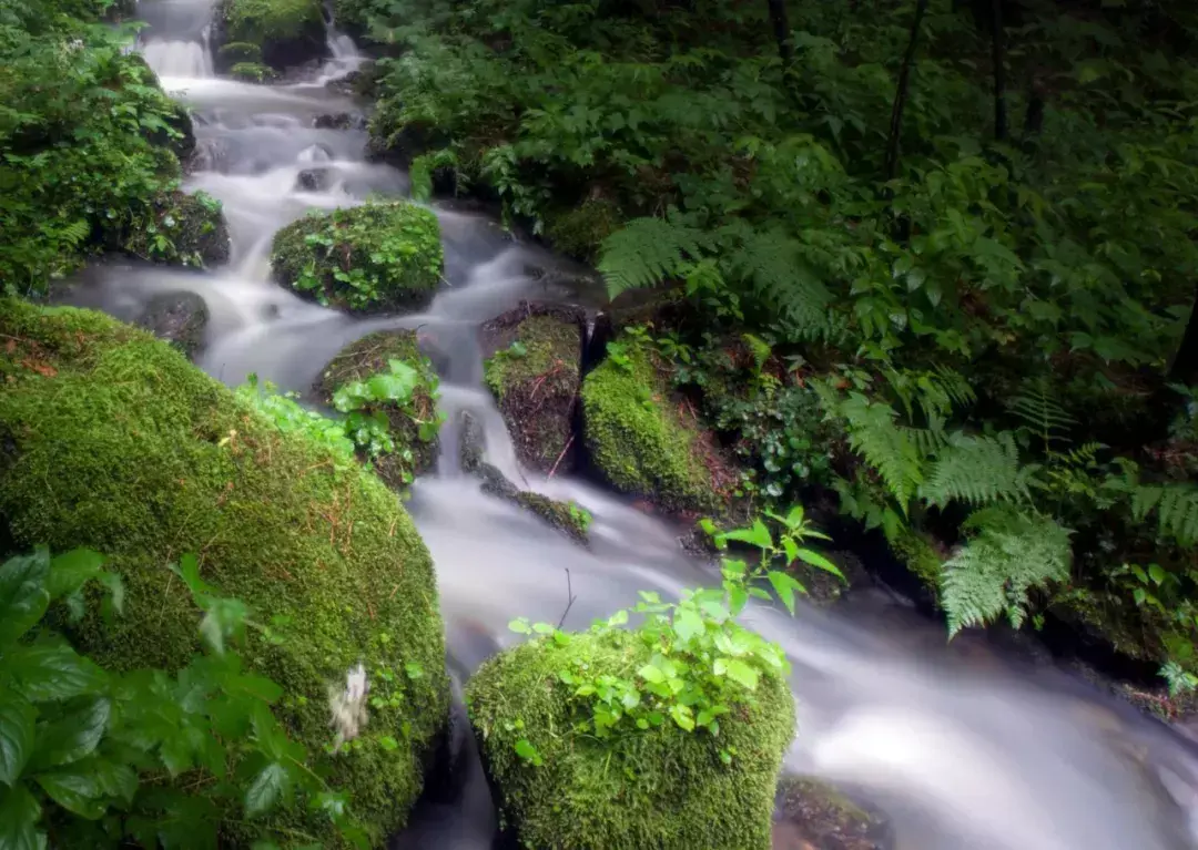 林中小溪——邵长武(图6)