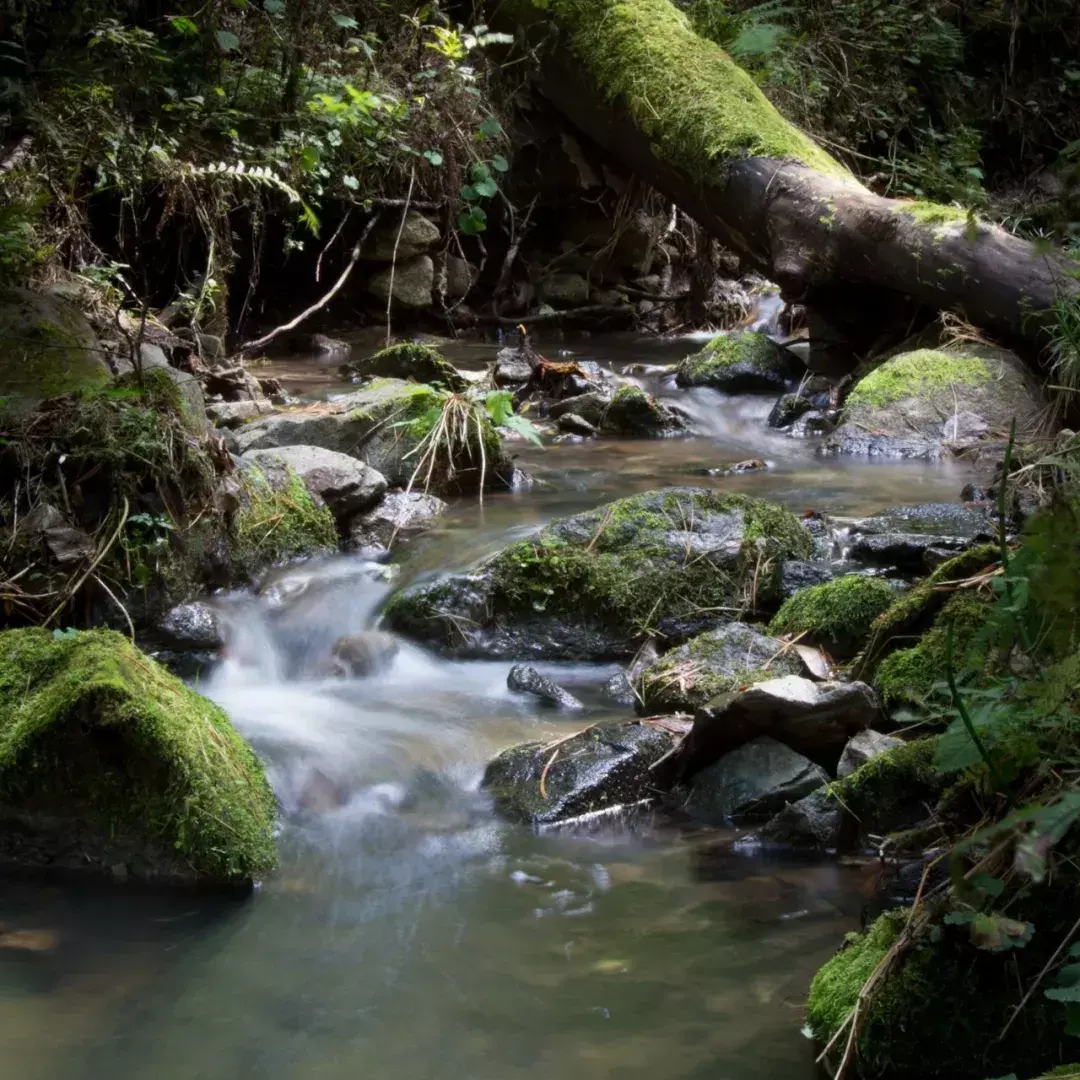 林中小溪——邵长武(图9)