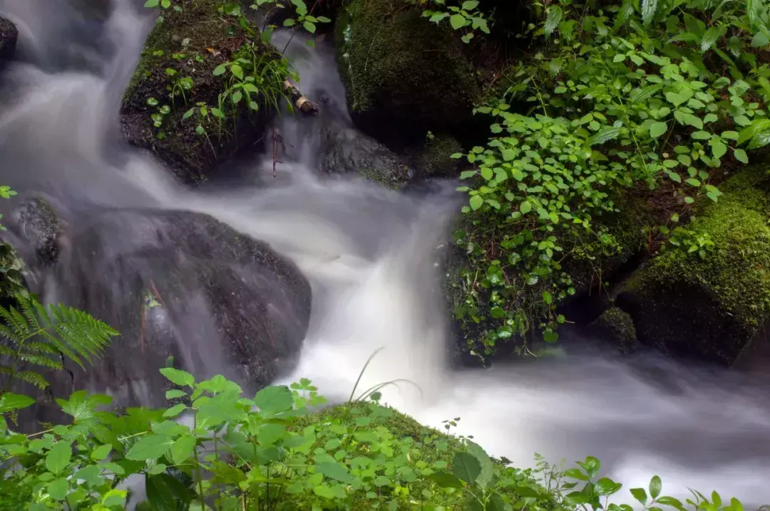 林中小溪——邵长武(图12)