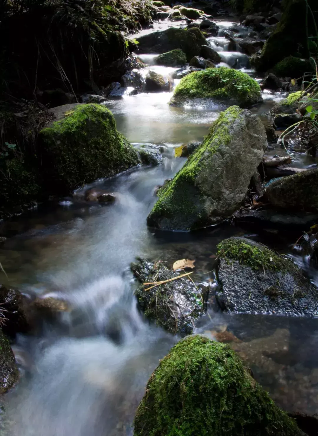 林中小溪——邵长武(图18)