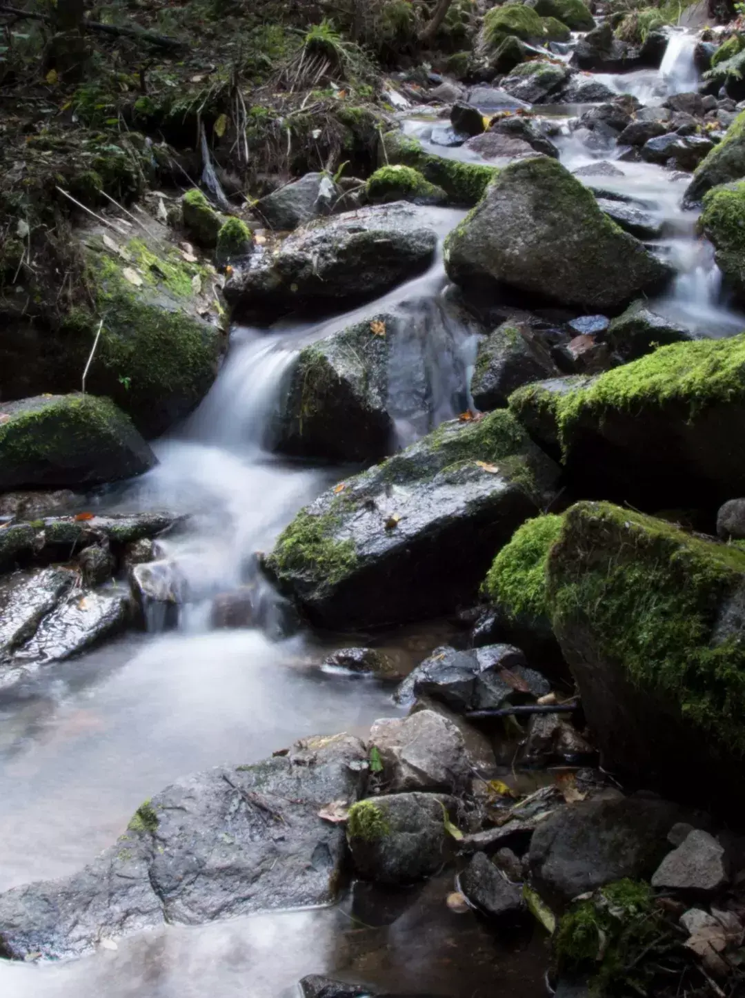 林中小溪——邵长武(图23)