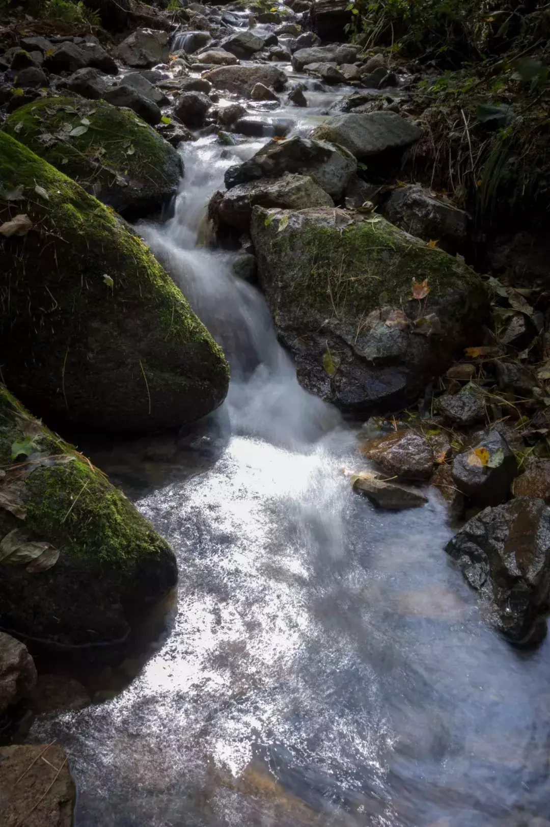 林中小溪——邵长武(图26)