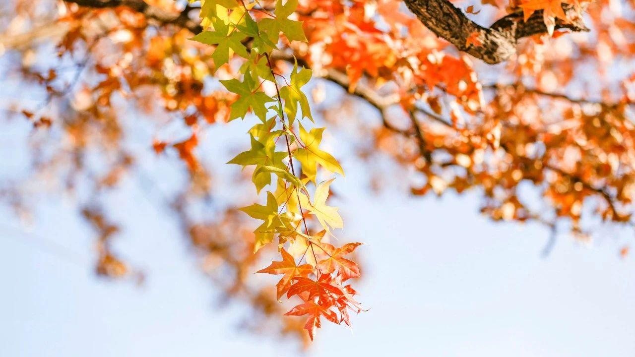 30句绚丽秋日诗词，枫叶红，落叶黄，正是清秋好风光(图2)