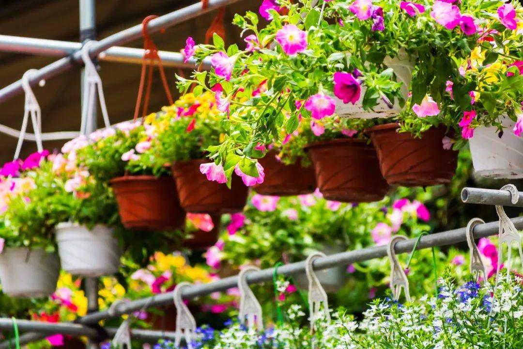 10首秋花诗词，兰幽情，桂飘香，遇见清秋好时光！(图5)