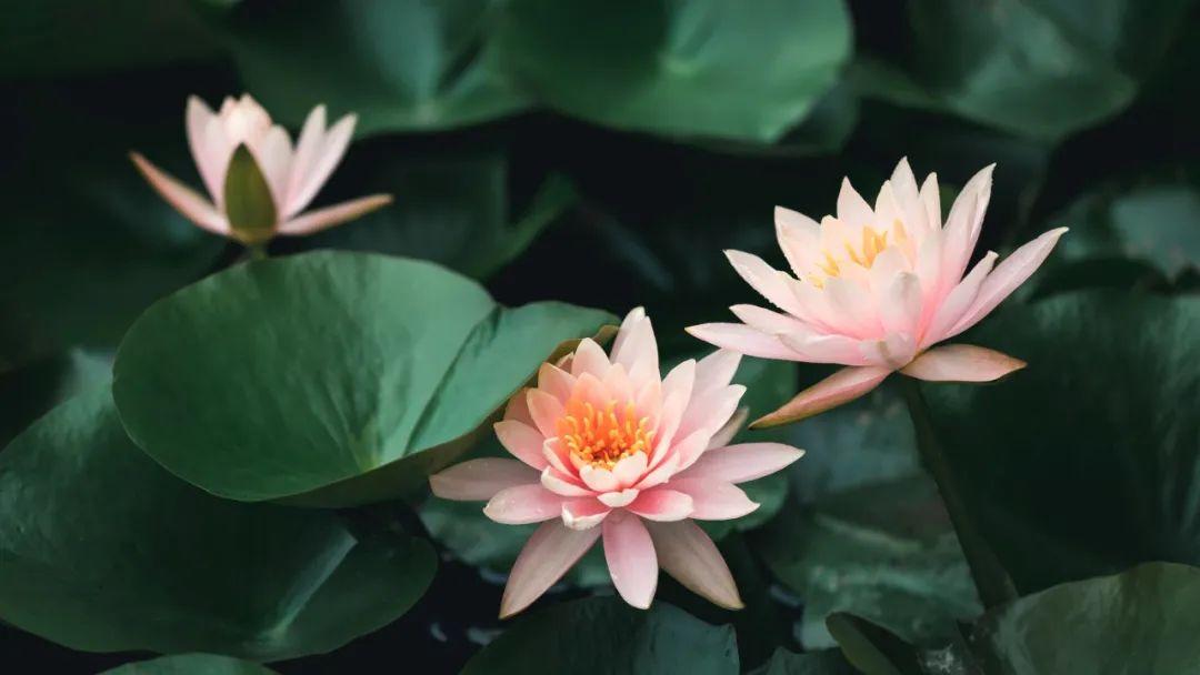 10首秋花诗词，兰幽情，桂飘香，遇见清秋好时光！(图10)