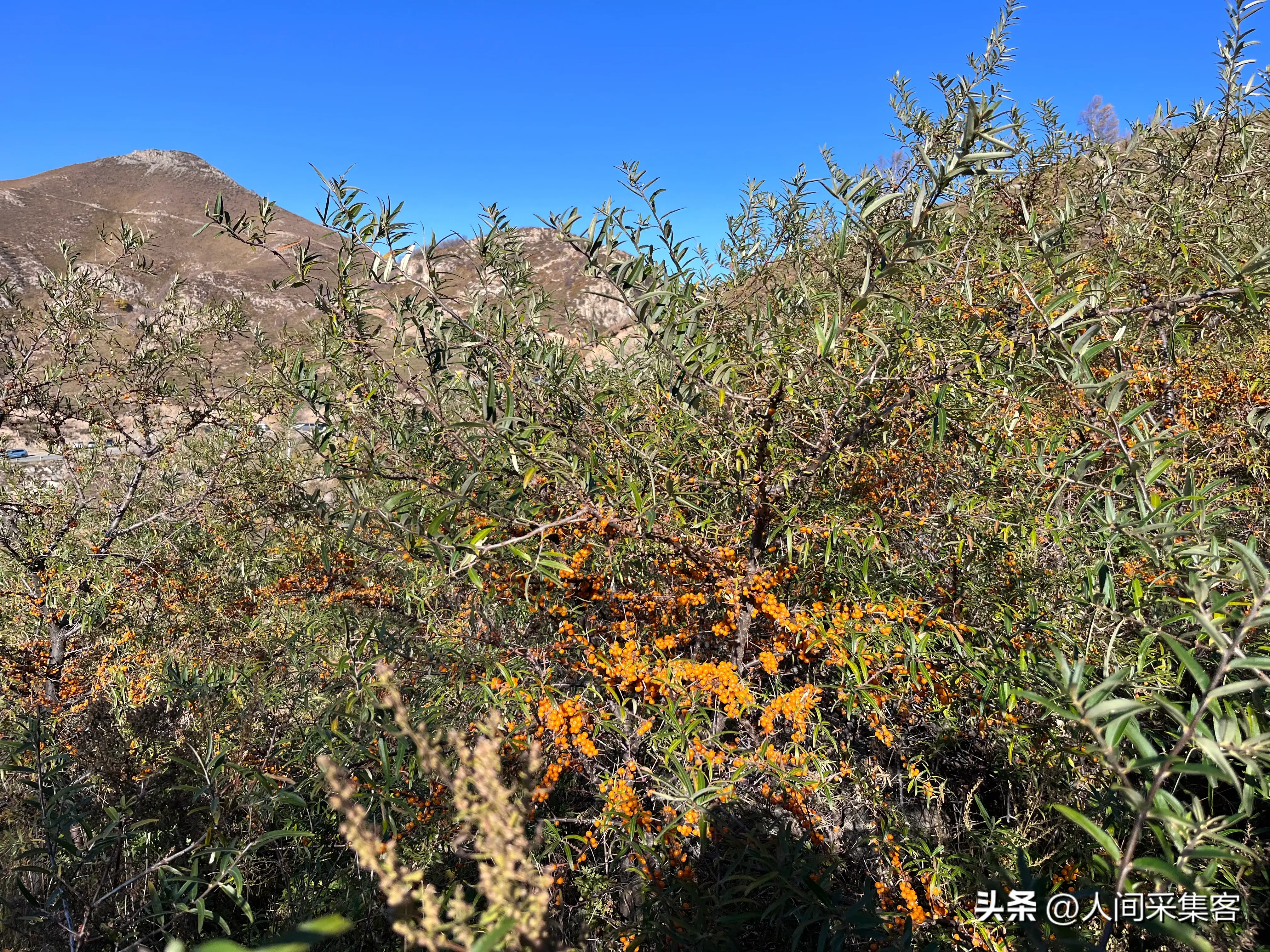 十首关于落叶的唯美诗词，每一首都穿越了岁月，温暖了时光(图3)