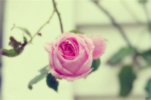 人生感悟的经典语录，精辟有内涵，直戳心窝(图4)