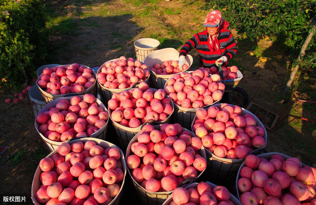 出走半生，归来时，我仍是个乡下人(图4)