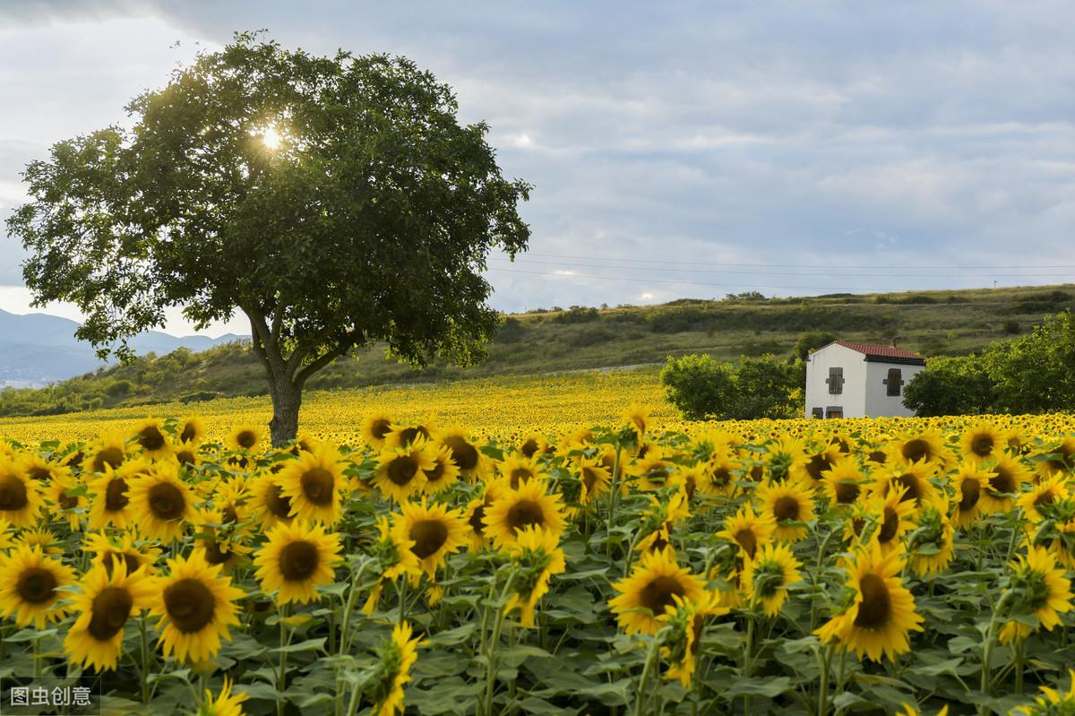 出走半生，归来时，我仍是个乡下人(图6)