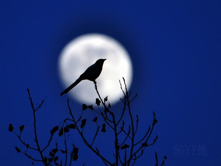 古代天才少年的绝美诗词，飘逸脱俗，读完这10首诗，心都快化了(图9)