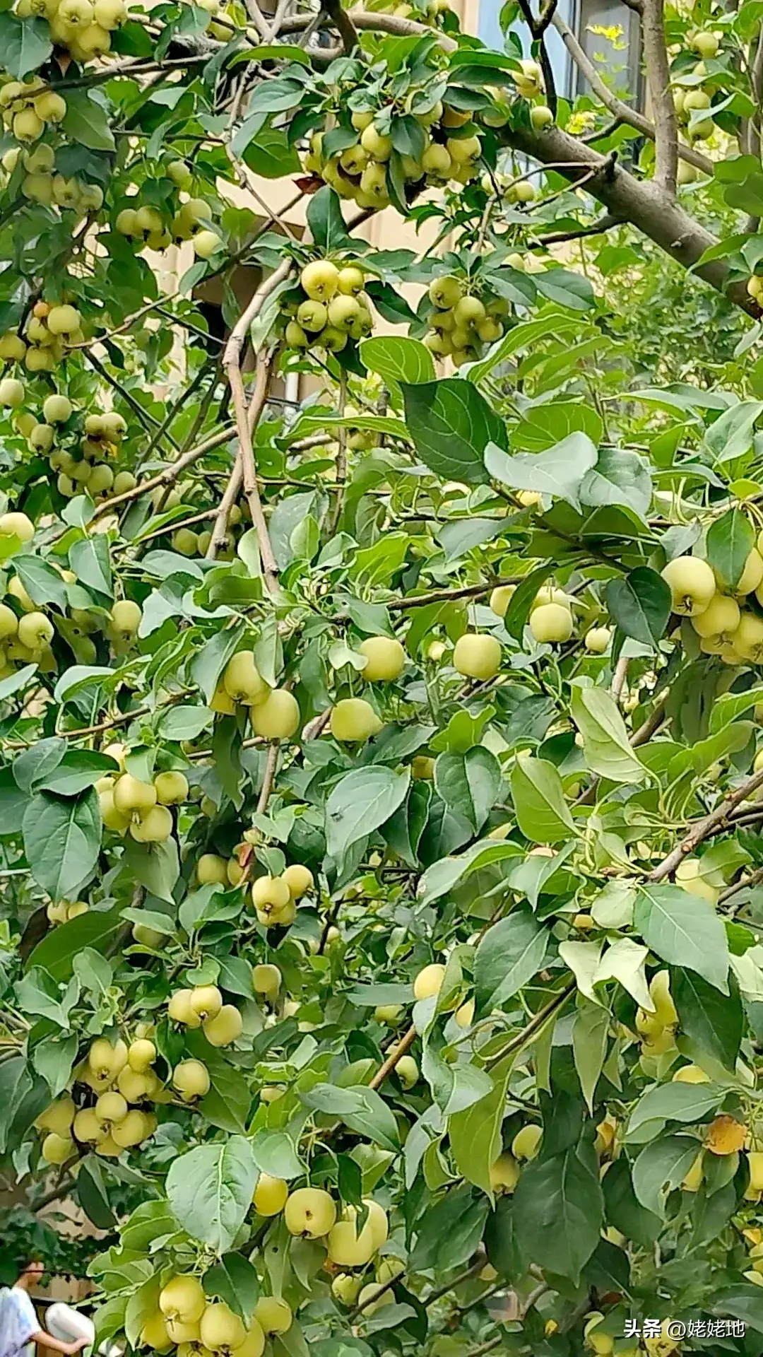 安全第一，美景第二，这是六岁的外孙教育我的精辟语录(图3)