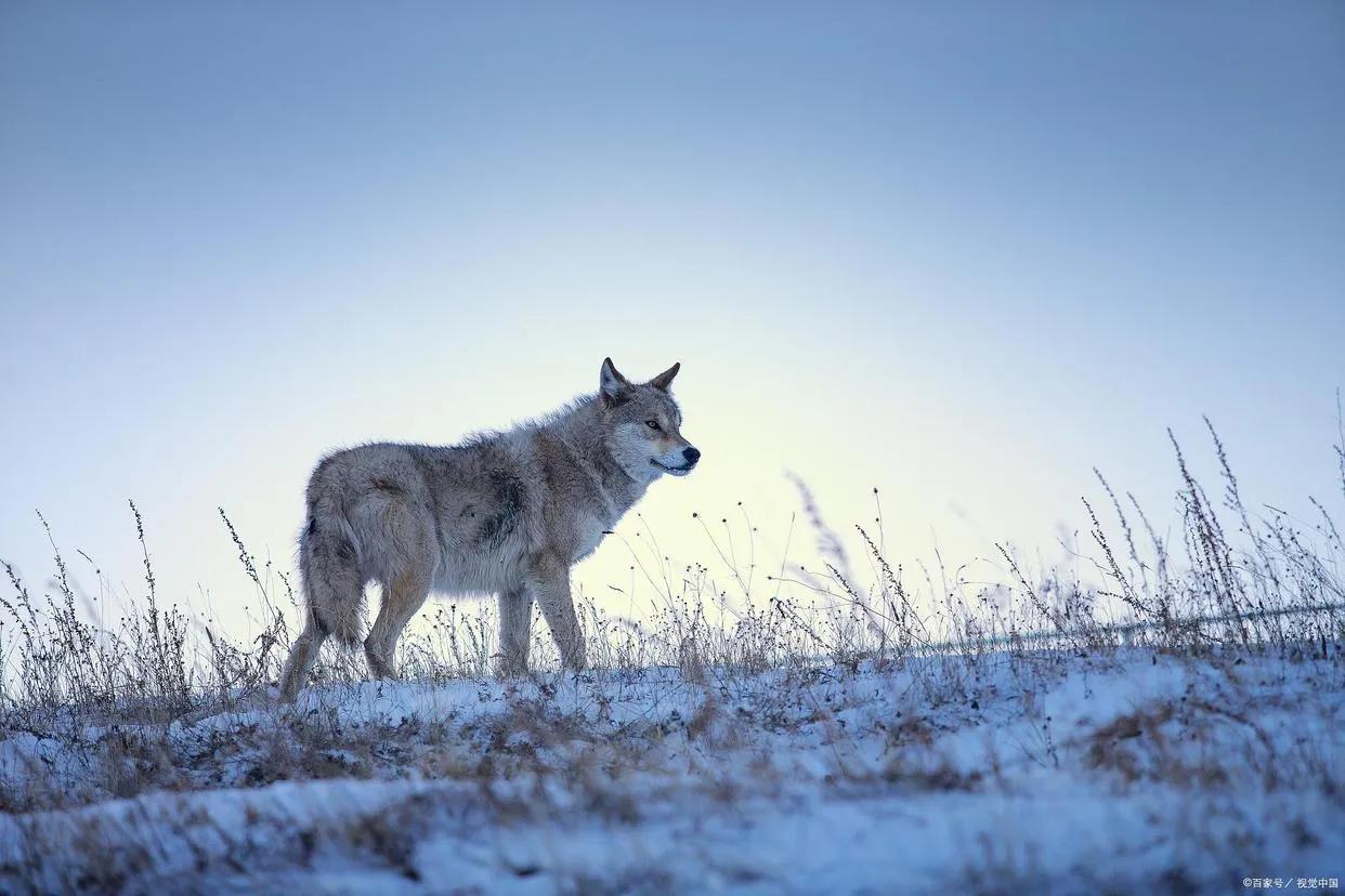 狼道中最“狠”的10句话！（社会生存必备）(图1)
