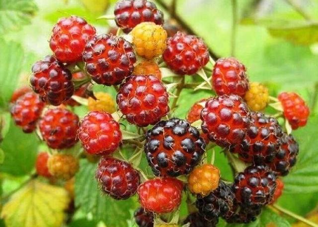 致那些50、60、70、80后的纯真童年，越长大越怀旧，看完泪目(图29)