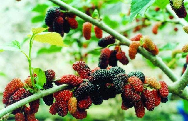 致那些50、60、70、80后的纯真童年，越长大越怀旧，看完泪目(图33)