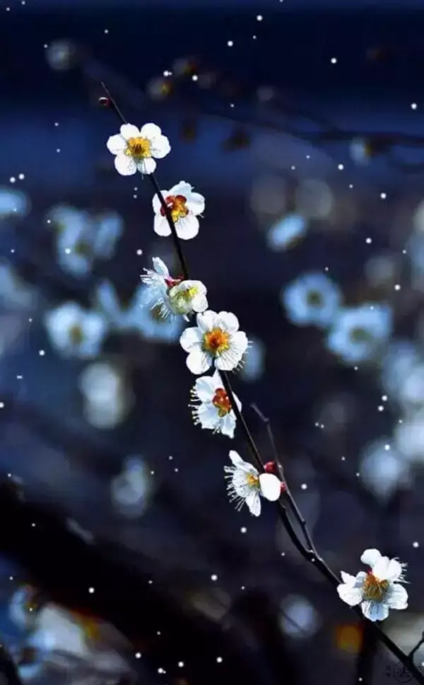 9首红尘诗词,走过多年,归人心何凄?(图1) 9首红尘诗词,走过多年,归人心何凄?(图1)