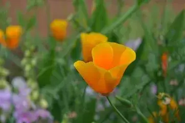 十首红尘诗词：流光容易把人抛，红了樱桃，绿了芭蕉(图1)