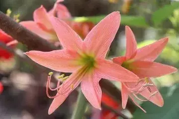 十首红尘诗词：流光容易把人抛，红了樱桃，绿了芭蕉(图2)