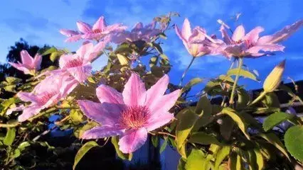 十首红尘诗词：流光容易把人抛，红了樱桃，绿了芭蕉(图4)