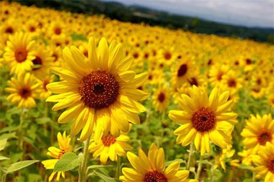 花开依旧，却物是人非(图1)