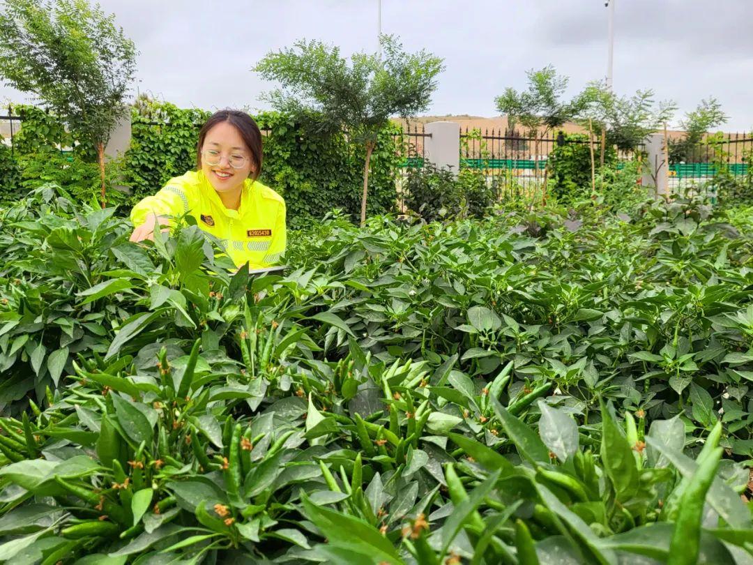 【职工风采】坚守平凡岗位 贡献青春力量——把真情洒在毛乌素沙漠边缘(图4)