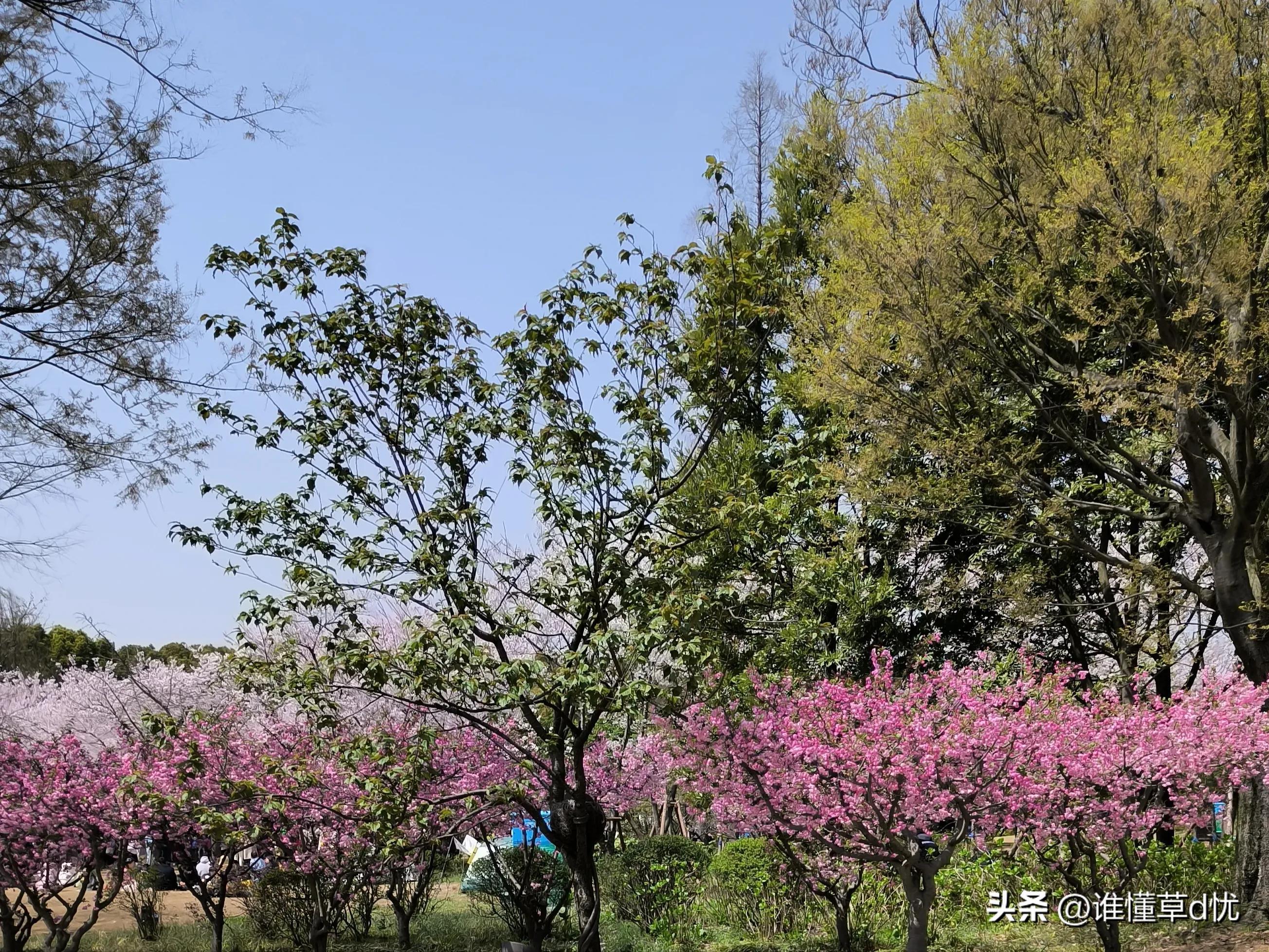朝是你暮是你，一天又一天，思念在心间不停地环绕(图2)