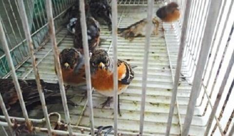 献鸟与放生(图3)