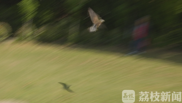 拥抱蓝天、享受自由：春光正好，送鸟儿回家！(图2)