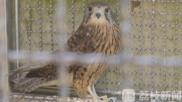 拥抱蓝天、享受自由:春光正好,送鸟儿回家!(图3) 拥抱蓝天、享受自由:春光正好,送鸟儿回家!(图3)