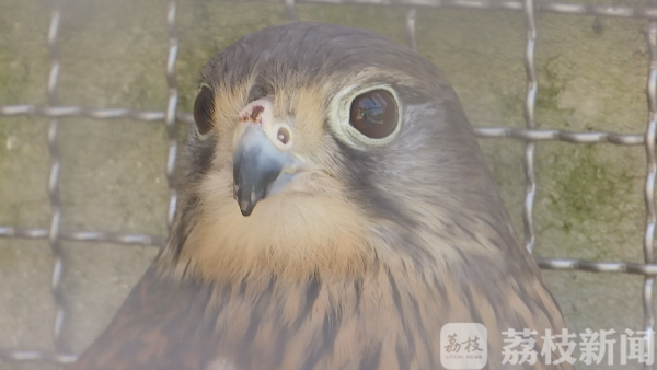 拥抱蓝天、享受自由：春光正好，送鸟儿回家！(图4)