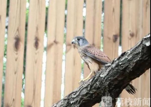 拥抱蓝天、享受自由:春光正好,送鸟儿回家!(图5) 拥抱蓝天、享受自由:春光正好,送鸟儿回家!(图5)