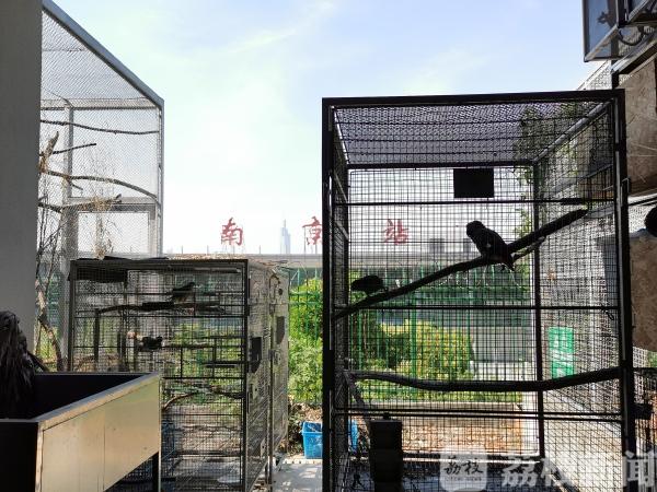 拥抱蓝天、享受自由：春光正好，送鸟儿回家！(图7)