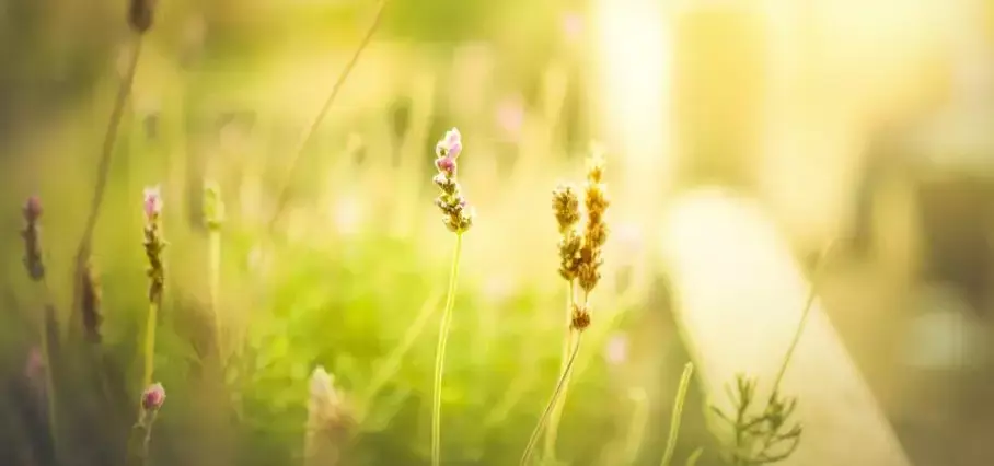 「写作微素材」描写环境的优美好词好句好段(图2)