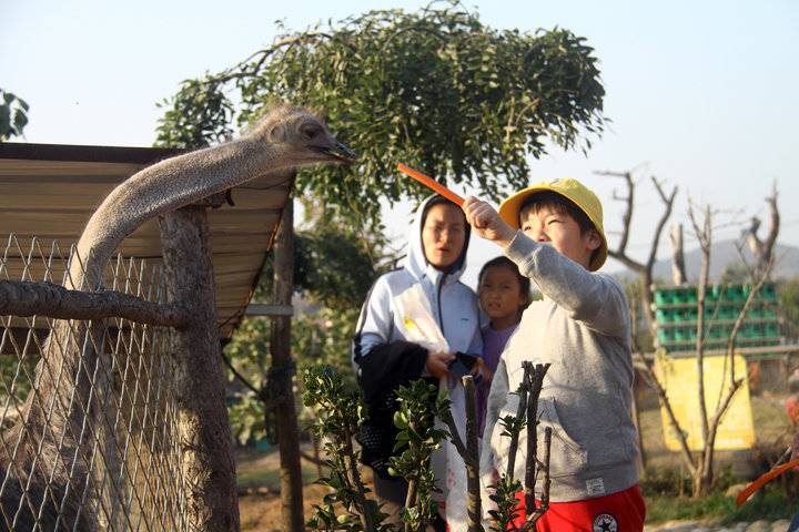 这个农场有点好玩！齐鲁晚报小记者走进五十一号农场“撒欢儿”(图6)