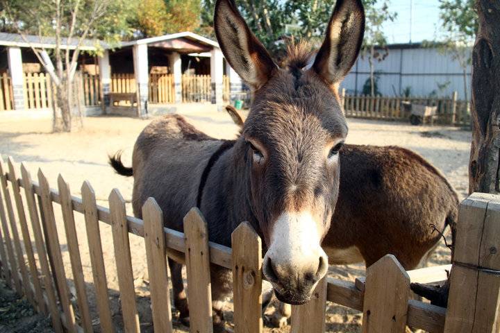 这个农场有点好玩！齐鲁晚报小记者走进五十一号农场“撒欢儿”(图8)