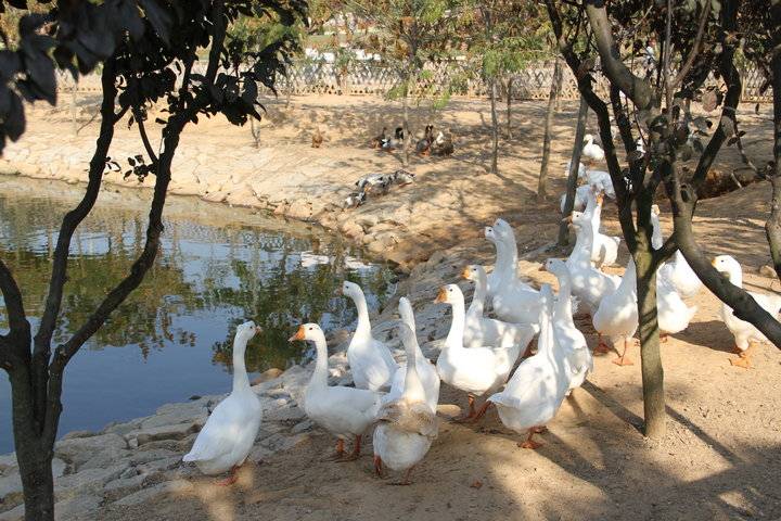 这个农场有点好玩！齐鲁晚报小记者走进五十一号农场“撒欢儿”(图9)