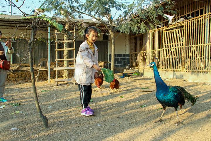 这个农场有点好玩！齐鲁晚报小记者走进五十一号农场“撒欢儿”(图10)