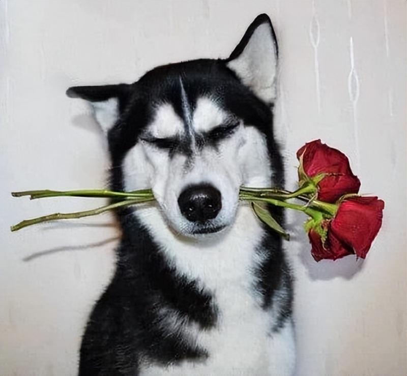 无聊时发朋友圈的搞笑句子，嘎嘎有趣(图5)