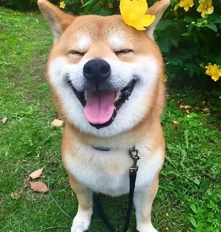 无聊时发朋友圈的搞笑句子，嘎嘎有趣(图8)