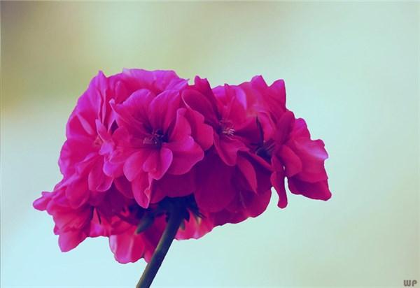 七夕情话最暖心短句，句句浪漫甜蜜(图2)