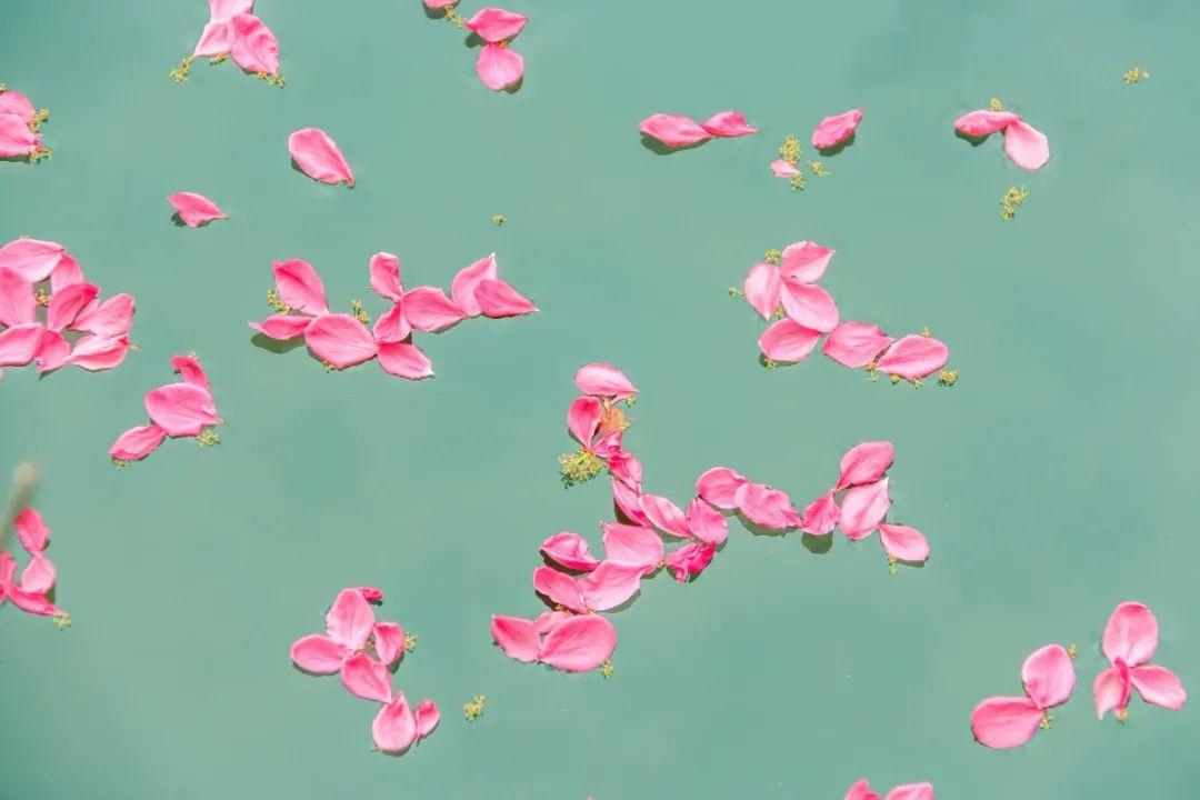 30个落花美句，唯美而不失意境，总有一句你会喜欢(图4)