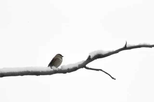 写尽雪之美的诗词，却不带一个雪字(图3)