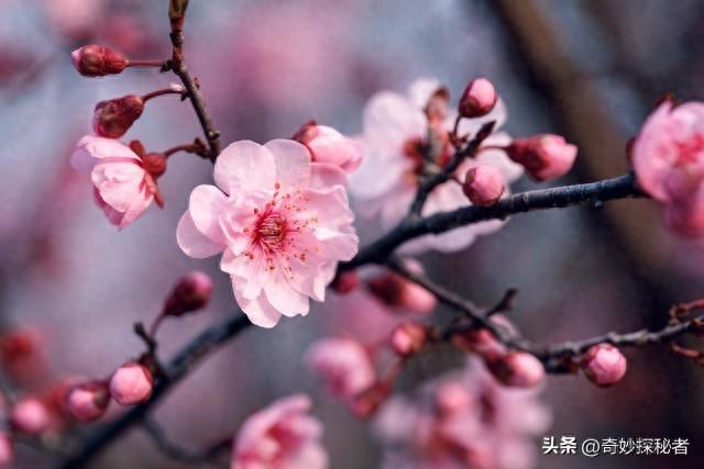 生死两茫茫，心难忘：苏轼笔下的十年时光如梦如幻(图1)