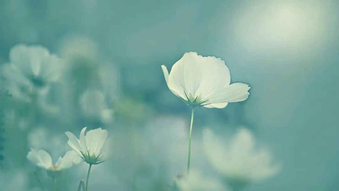 心中有梦，永远向前——25句充电励志句子(图5)