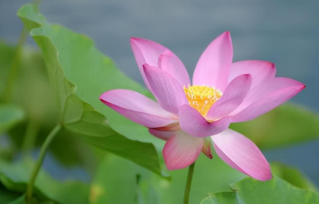 怒言伤人，谗言害人，美言误人，真言帮人(图1)