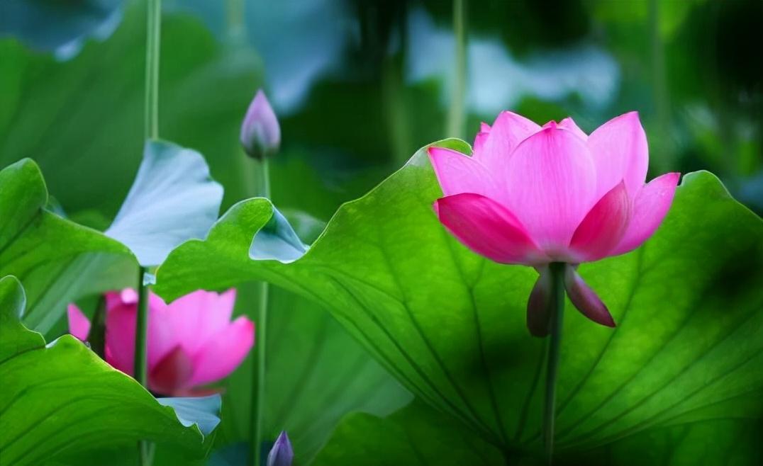 怒言伤人，谗言害人，美言误人，真言帮人(图2)