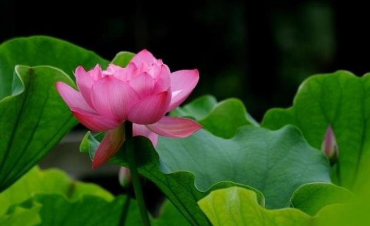 怒言伤人，谗言害人，美言误人，真言帮人(图3)