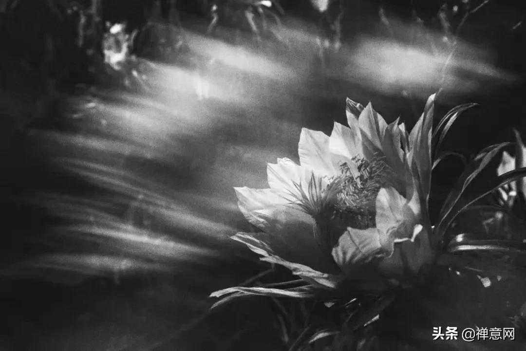 大善无言，至爱无声(图4)